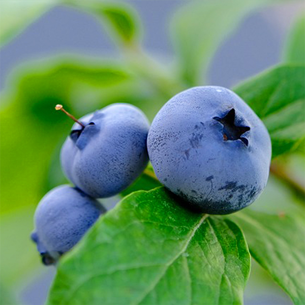 Spessarträuber - Blaubeere